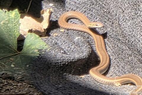 Bệnh viện dã chiến 2.7: Điểm tựa y tế trước nguy cơ rắn độc