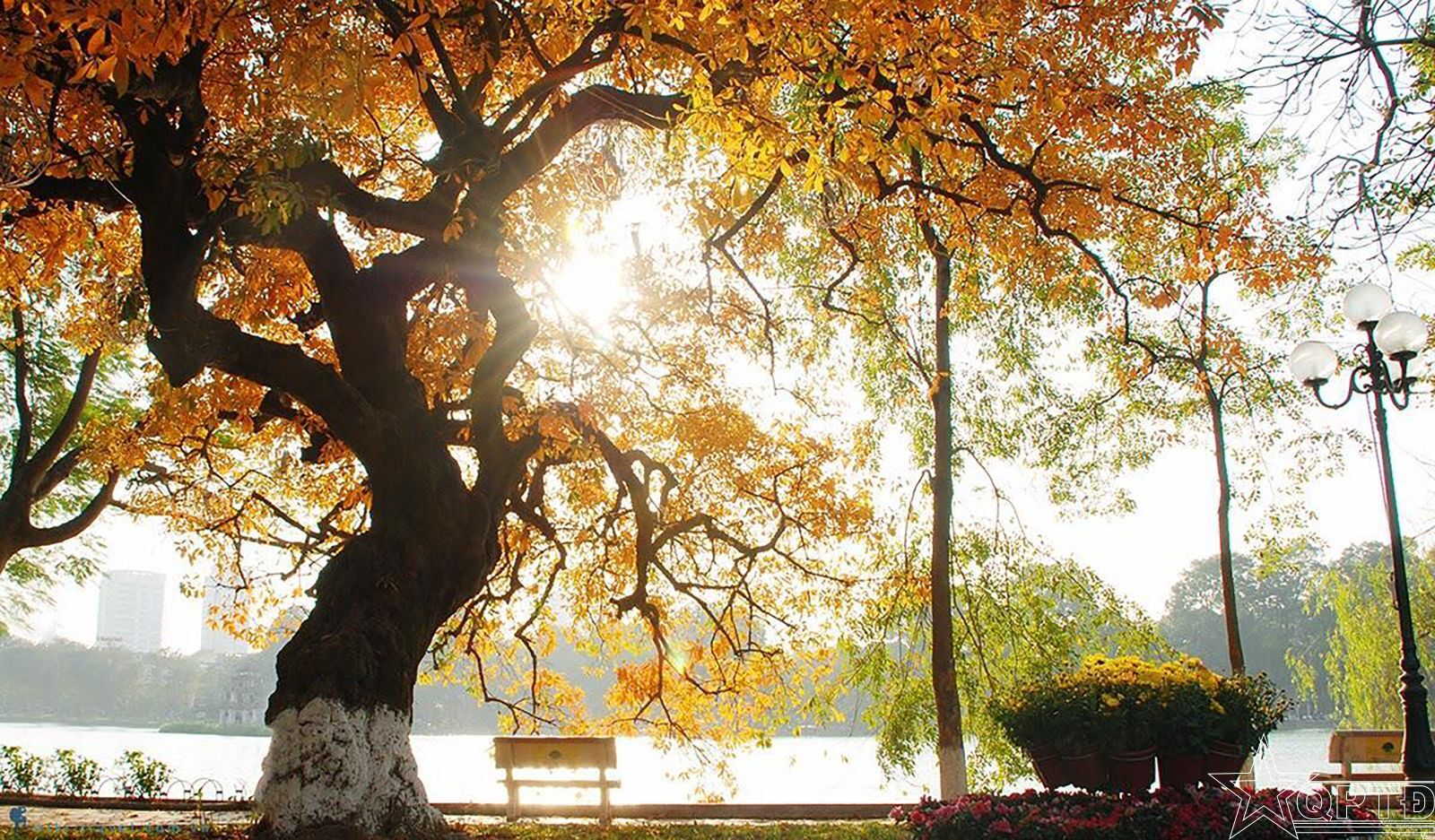 Hình Ảnh thiên nhiên cây vàng mùa thu